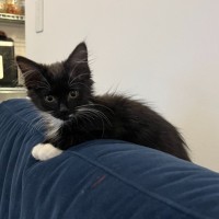 Photo of Louie *9 Lives Project Rescue*