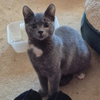 Photo of Schimmerfell ** 2nd Chance Cat Rescue**