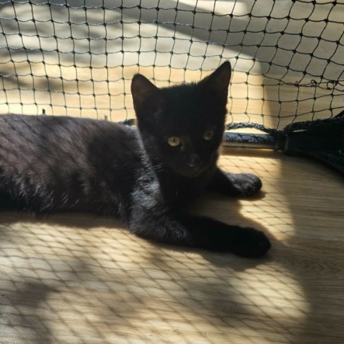 Paddi - Domestic Short Hair (DSH) Cat