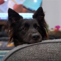 Photo of Charlie