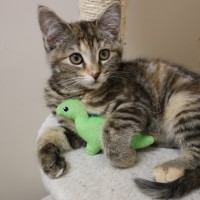 Photo of Pierogi