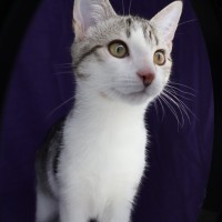 Photo of Pavarotti