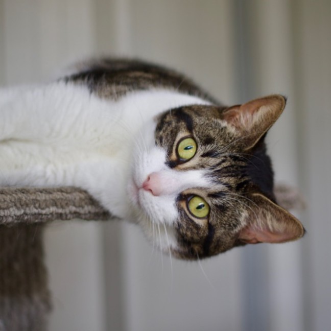 Photo of 💛 Phoebe 💛