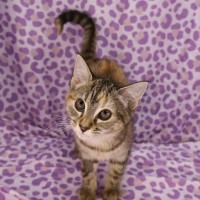 Photo of Nicki Meownaj 