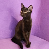 Photo of Cashew