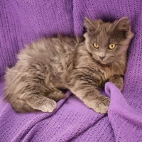 Photo of Asimov