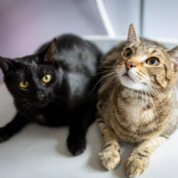 Photo of Schwartz & Aella