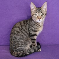 Photo of Pecan