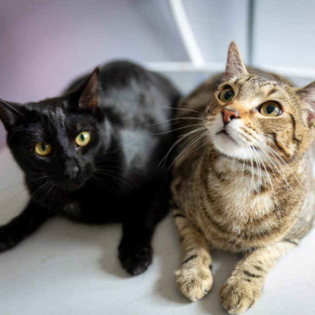 Photo of Schwartz & Aella