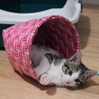 Photo of 🐾 Phoenix 🐾