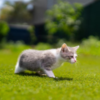 Photo of Superintendent Chalmers