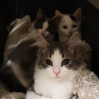 Photo of 😻 Free Kitten Cuddles 😻