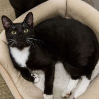 Photo of Jimmy *9 Lives Project Rescue*