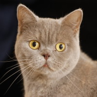 Photo of Lila