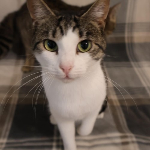 Lychee - Domestic Short Hair (DSH) Cat