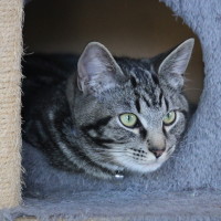 Photo of Apollo
