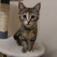 Photo of Pierogi