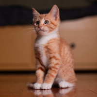Photo of Josie
