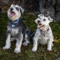 Photo of Stella & Flash   Bonded Pair Female & Male