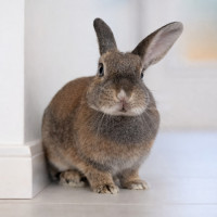 Photo of  Clover 