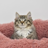 Photo of Collette