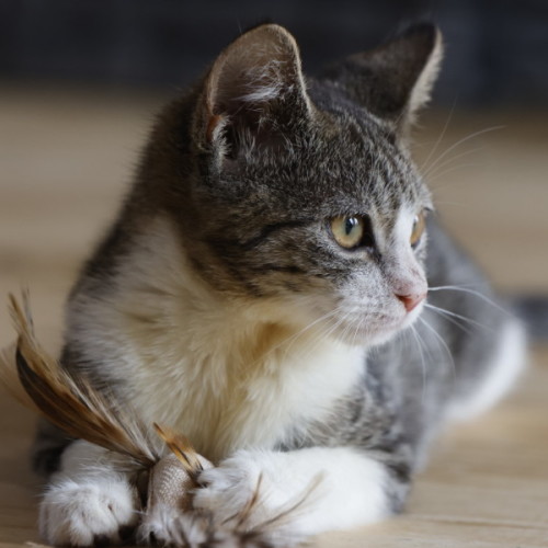 💖T1💖 - Domestic Short Hair (DSH) Cat