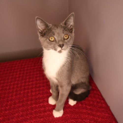 S.O.N.A.R. - Domestic Short Hair (DSH) Cat