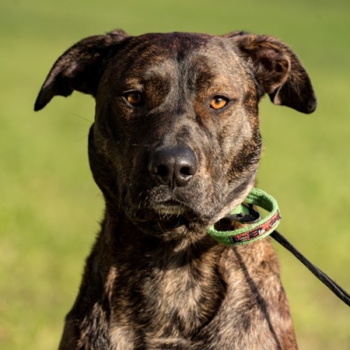 Bark Obama - Mastiff Dog