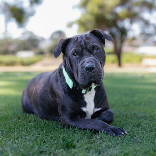 Athena  - Shar Pei x Mastiff Dog