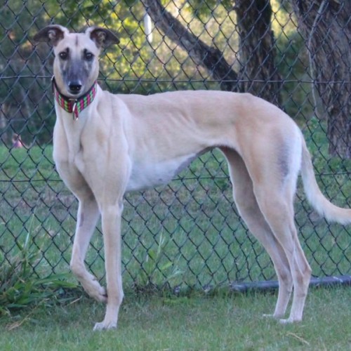 Daisy 🩷🌼 - Greyhound Dog