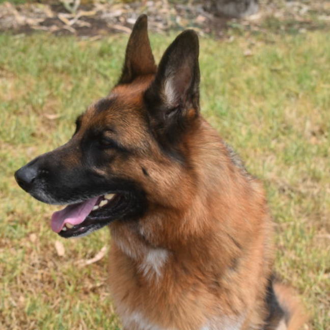 Photo of Toshi