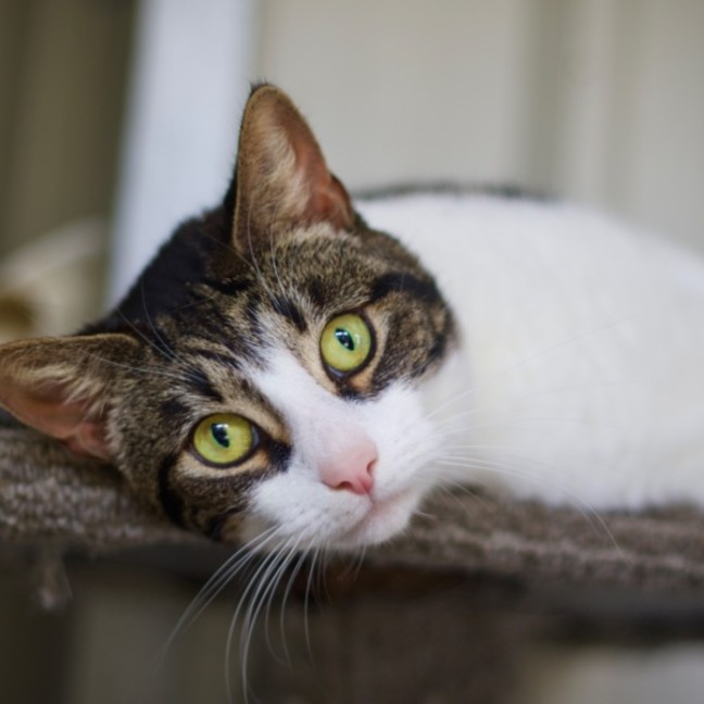 Photo of 💛 Phoebe 💛