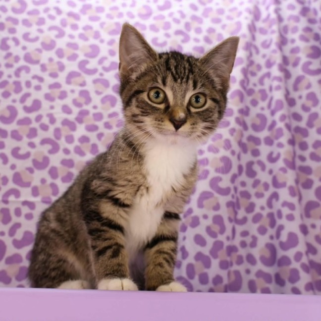 Photo of Emeownem (Marshall Meowthers)