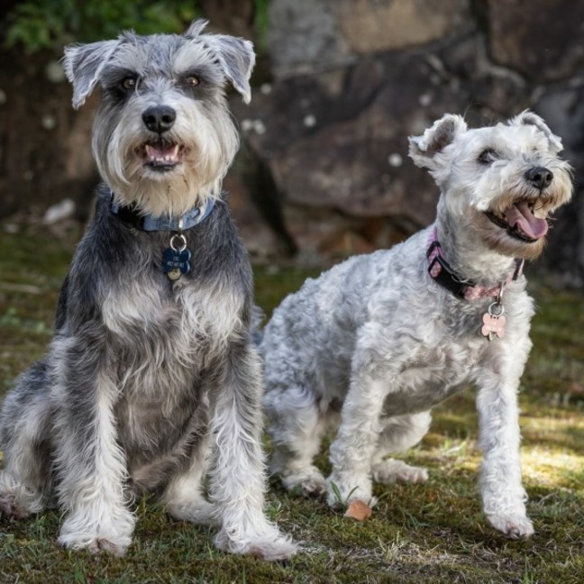 Photo of Stella & Flash   Bonded Pair Female & Male