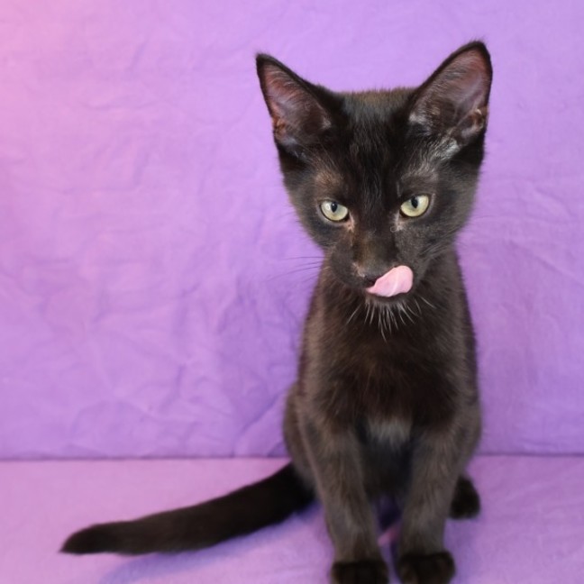Photo of Cashew