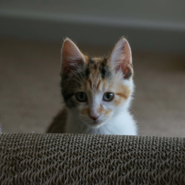 Photo of Harman   Meet Me @ Petstock Prahran 15 Feb