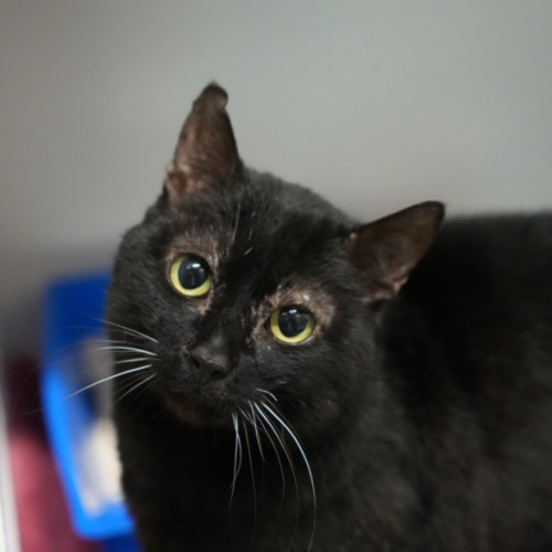 Webster - Domestic Short Hair (DSH) Cat