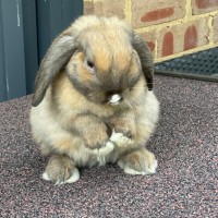 Photo of Milo And Raven