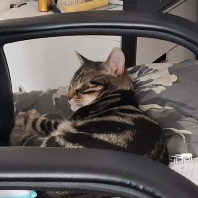 Photo of Catbus