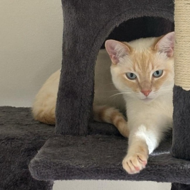 Photo of Pow & Lavender Haze