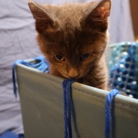 Photo of Neutron