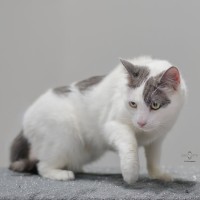 Photo of Chase**2nd Chance Cat Rescue**