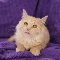 Photo of Chekov