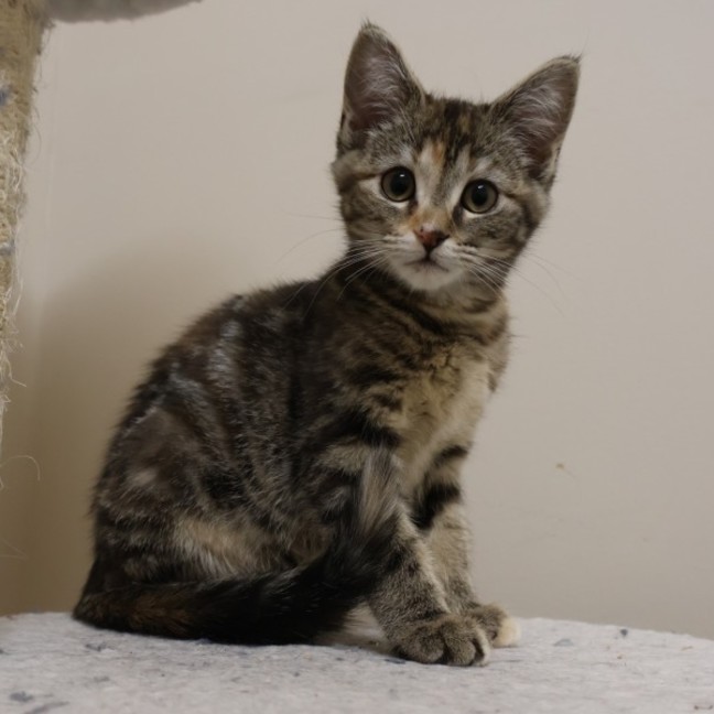 Photo of Pierogi