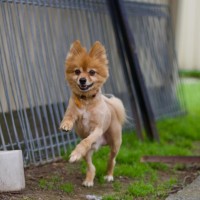 Photo of 🕺 Chewie 🕺