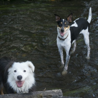 Photo of Archie