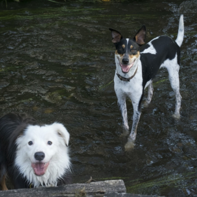 Photo of Archie