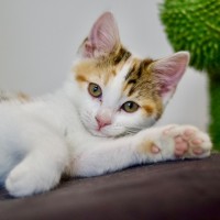 Photo of 🌸 Jasmine 🌸