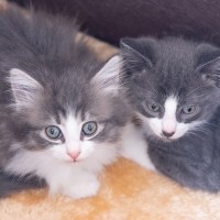 Photo of Izzy, Derrek And/Or Alex