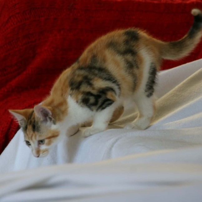 Photo of Harman   Meet Me @ Petstock Prahran 15 Feb